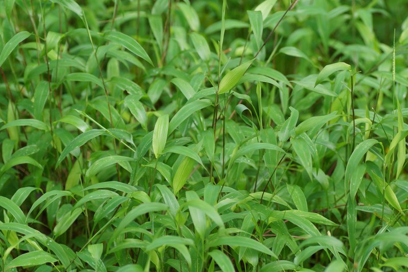 East Indian Bristlegrass photo 5