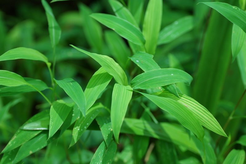 East Indian Bristlegrass photo 6