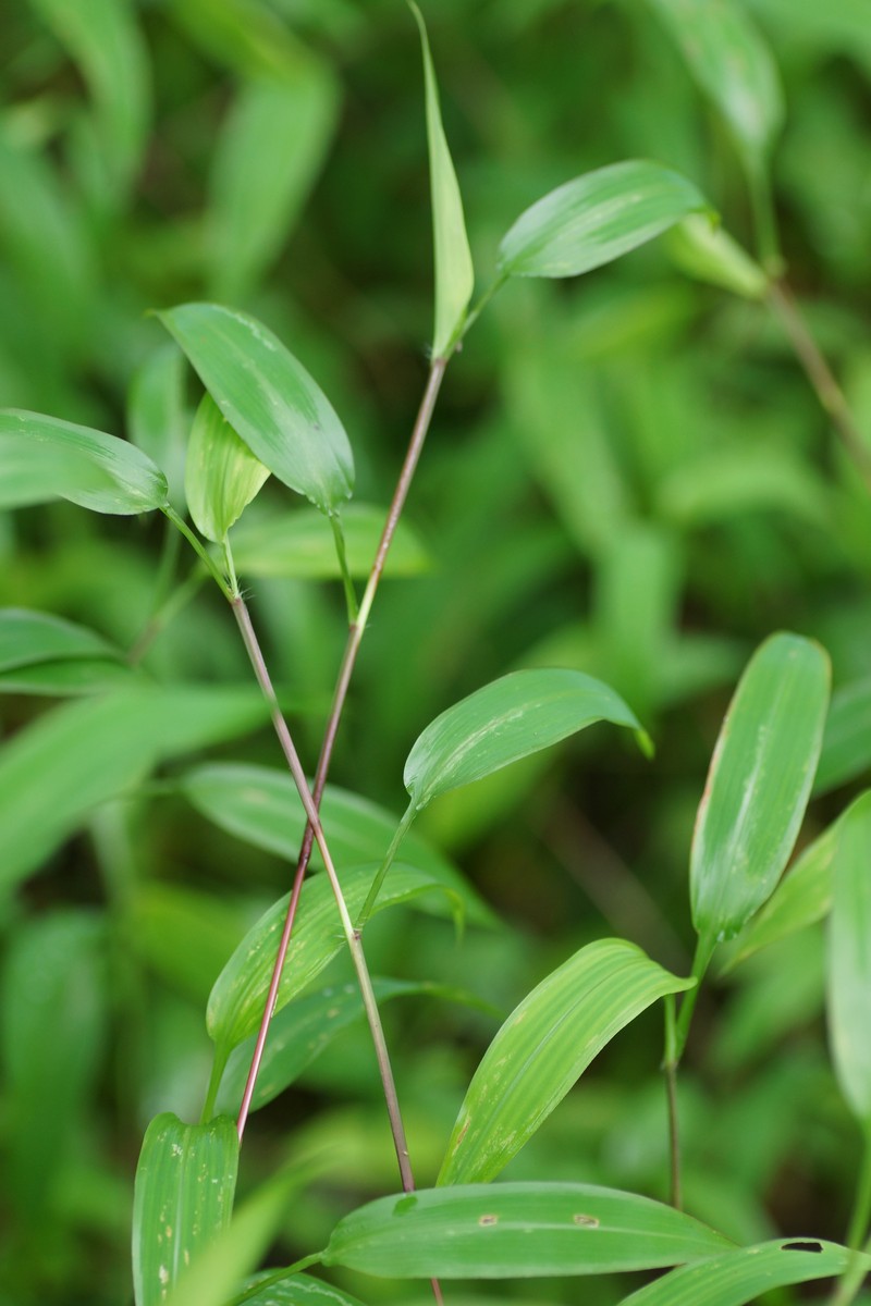 East Indian Bristlegrass photo 3