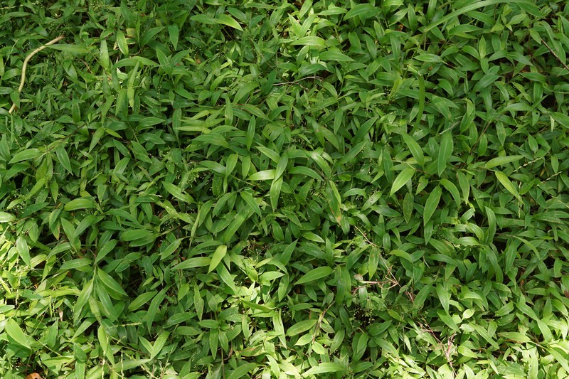 East Indian Bristlegrass photo 4