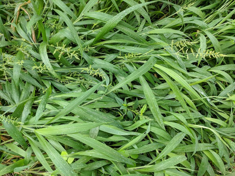 East Indian Bristlegrass photo 7