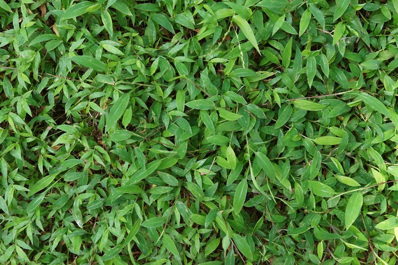 East Indian Bristlegrass photo 8