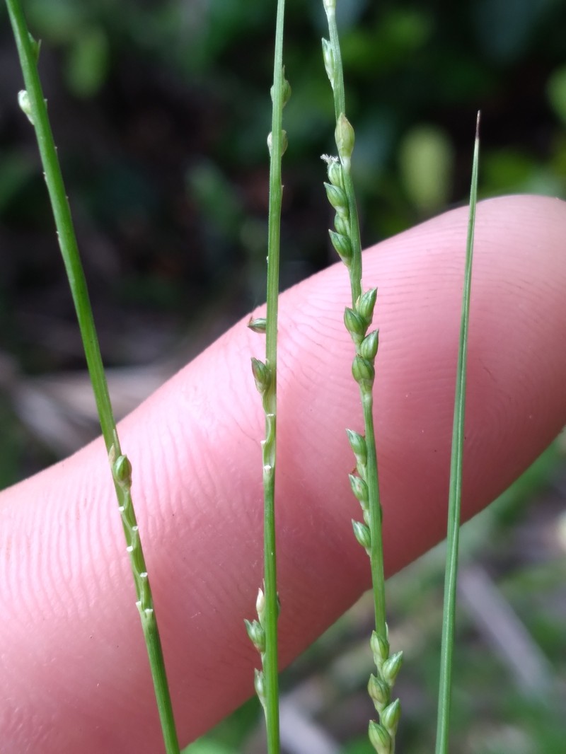 Chapman's Bristlegrass photo 4
