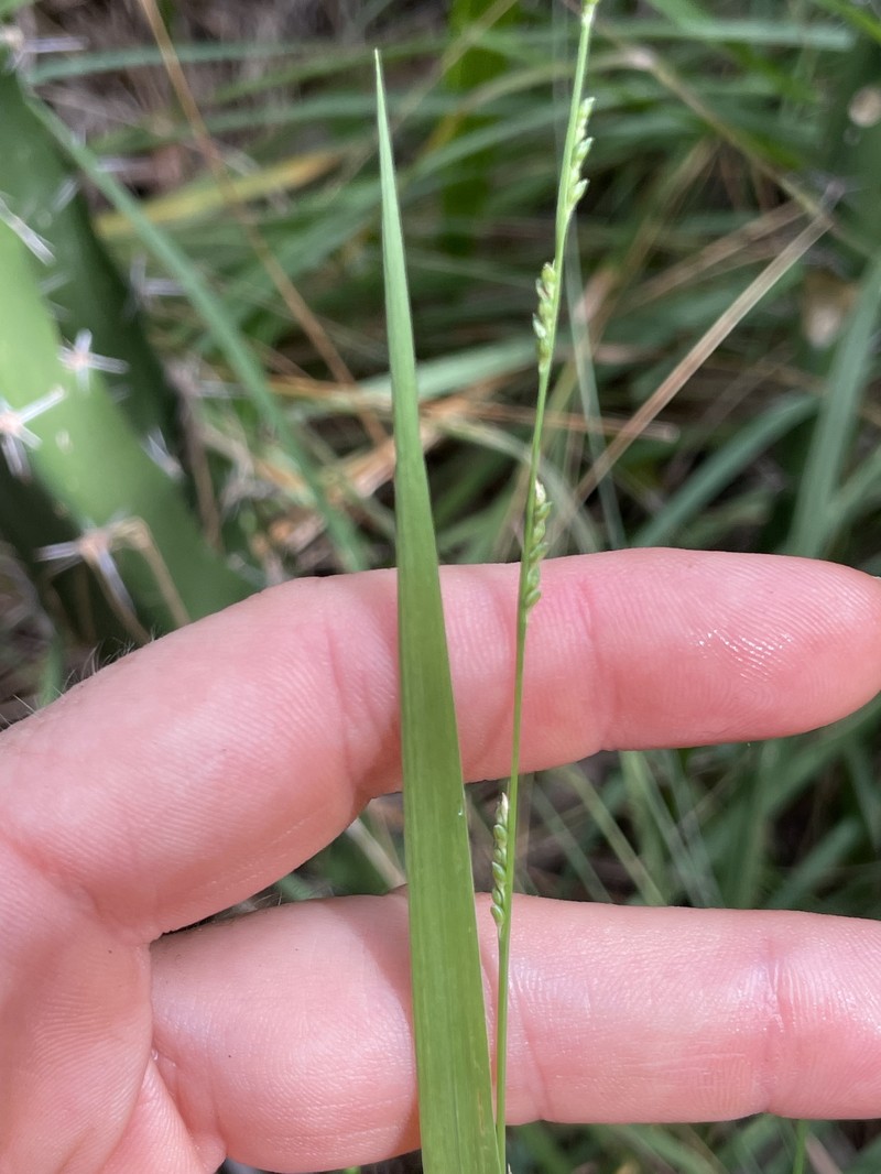 Chapman's Bristlegrass photo 6
