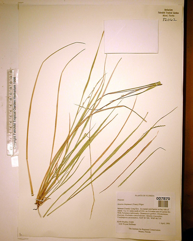Chapman's Bristlegrass photo 7