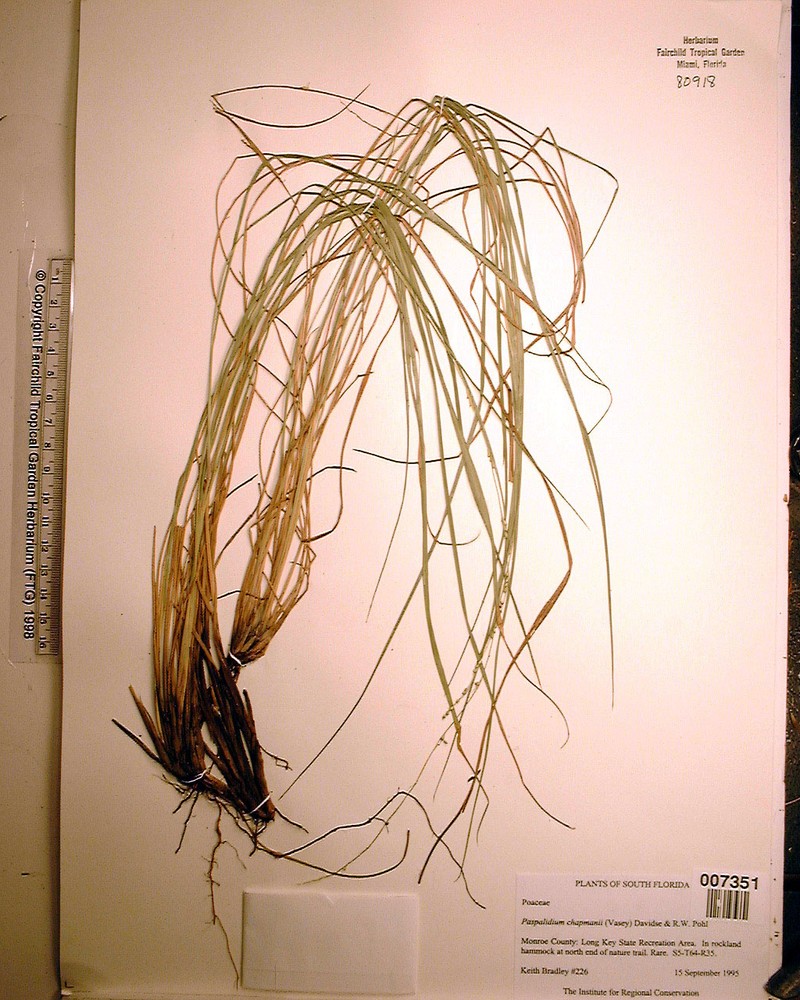 Chapman's Bristlegrass photo 8