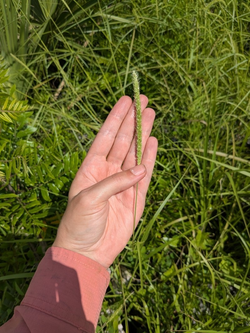 Coastal Bristlegrass