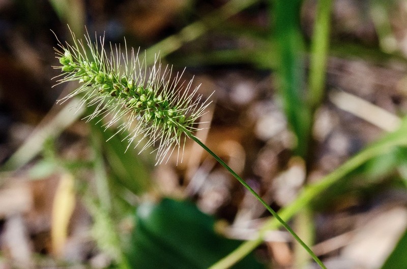 Coastal Bristlegrass photo 2