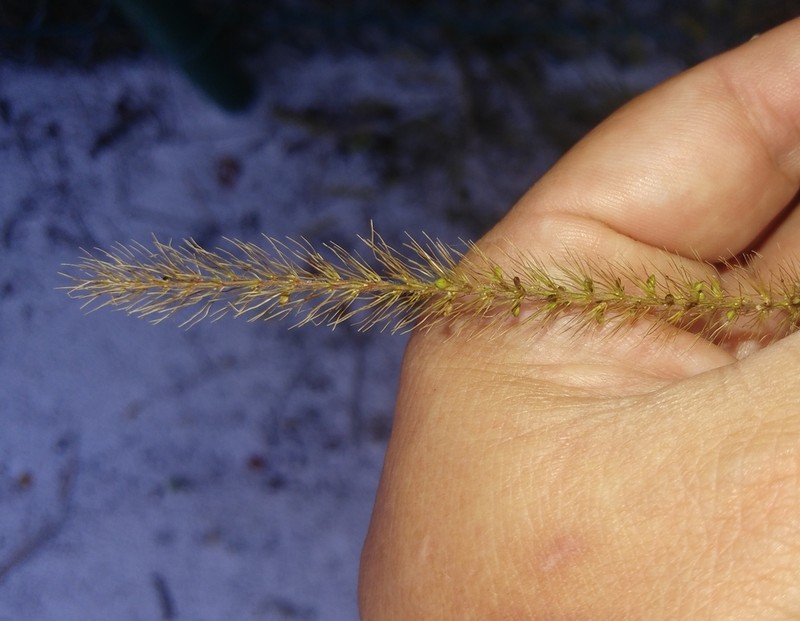 Coastal Bristlegrass photo 3