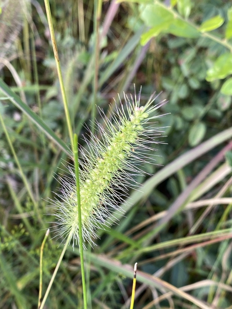 Coastal Bristlegrass photo 4