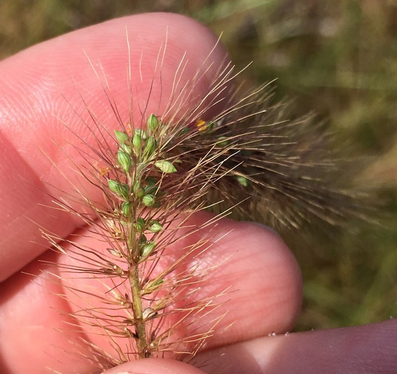 Coastal Bristlegrass photo 5