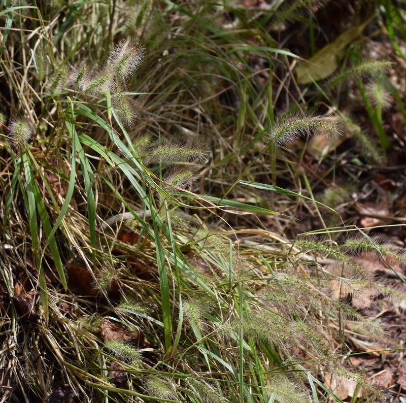 Coastal Bristlegrass photo 6