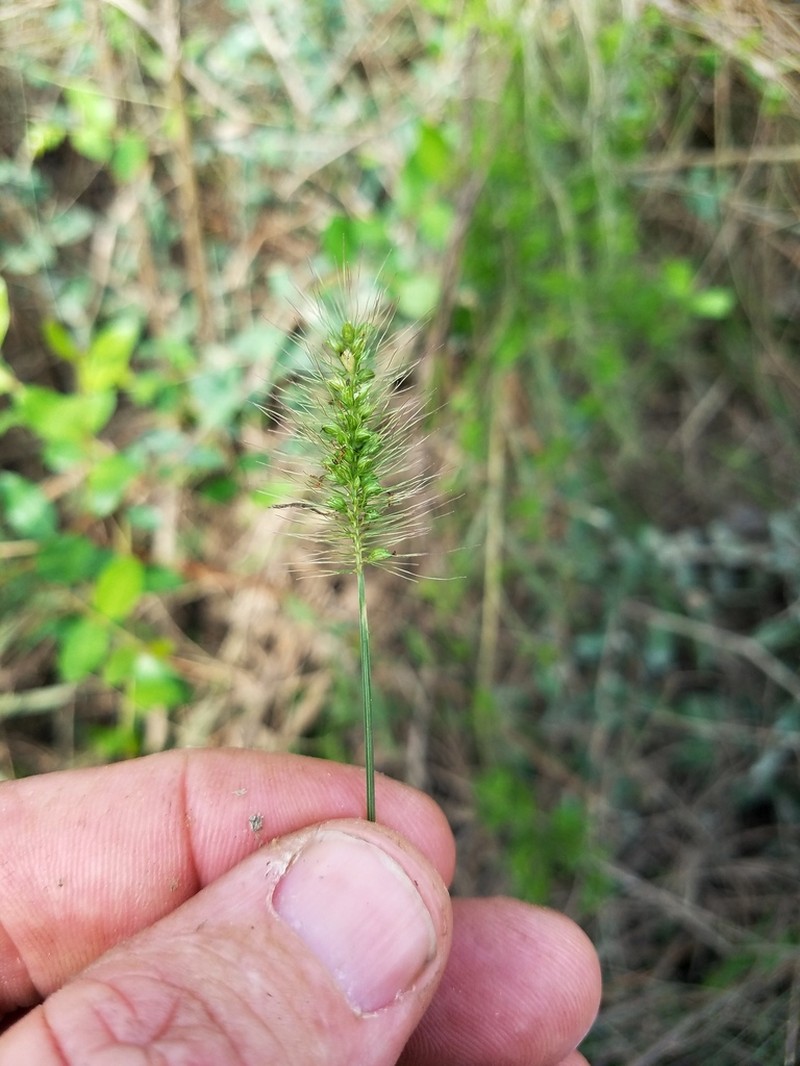 Coastal Bristlegrass photo 7