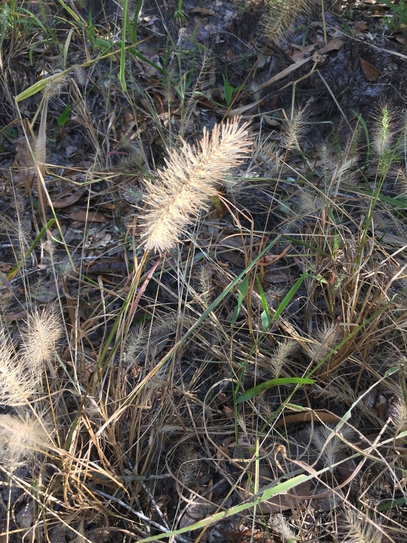 Coastal Bristlegrass photo 8