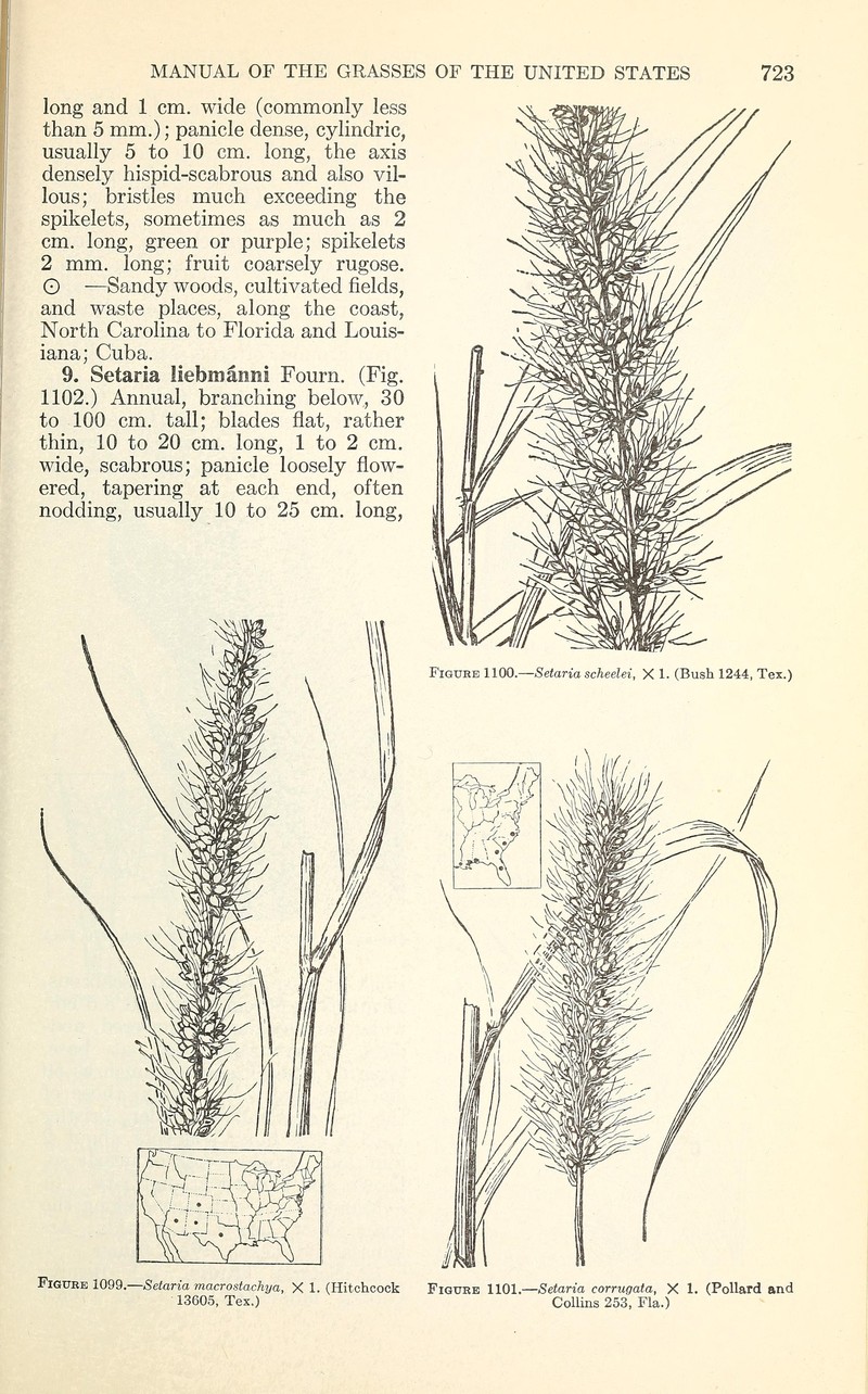 Coastal Bristlegrass