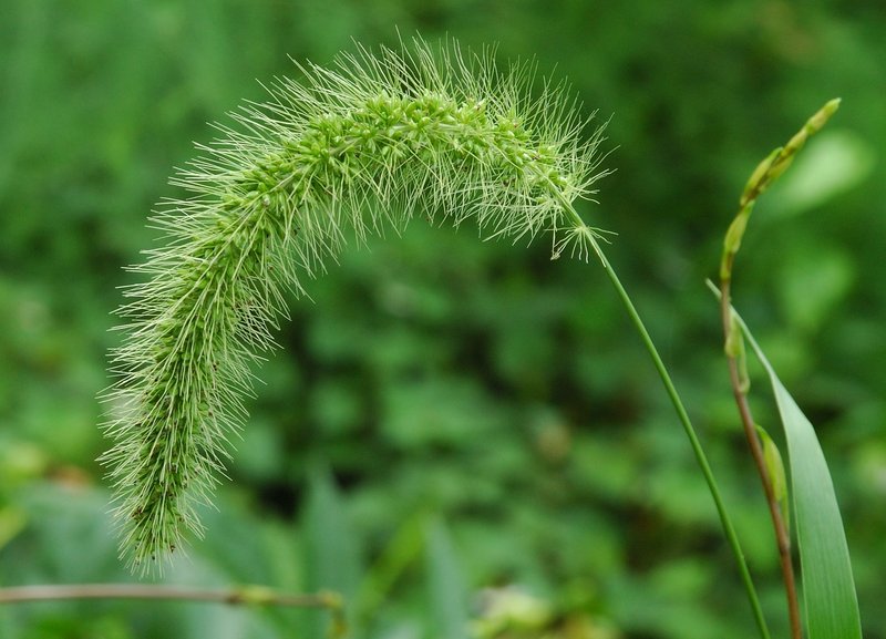 Japanese Bristlegrass