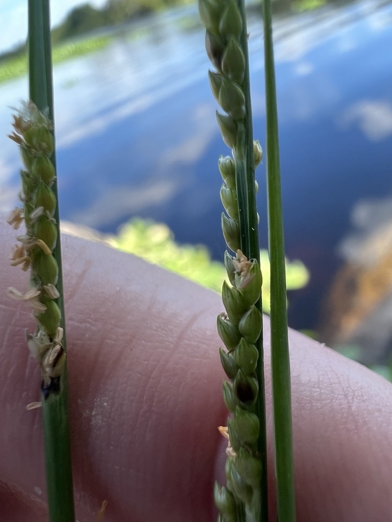 Egyptian Panicgrass