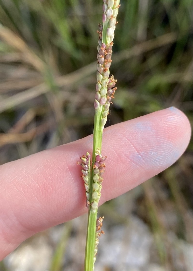 Egyptian Panicgrass photo 2