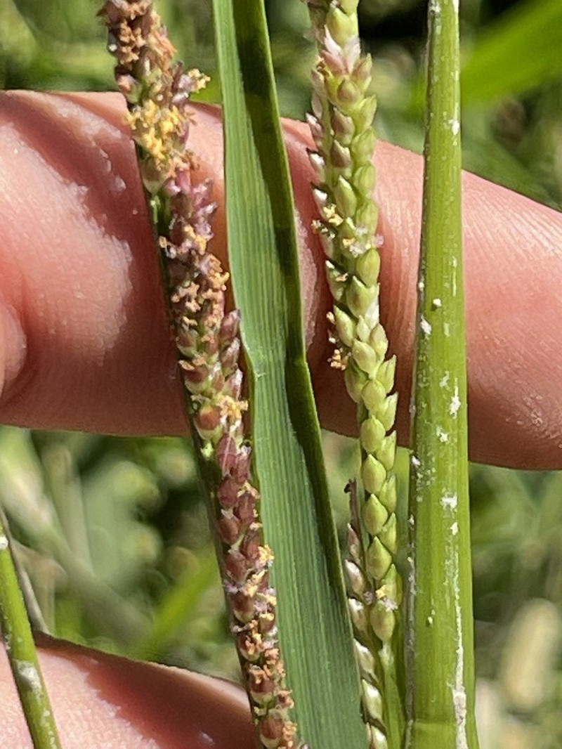 Egyptian Panicgrass photo 3