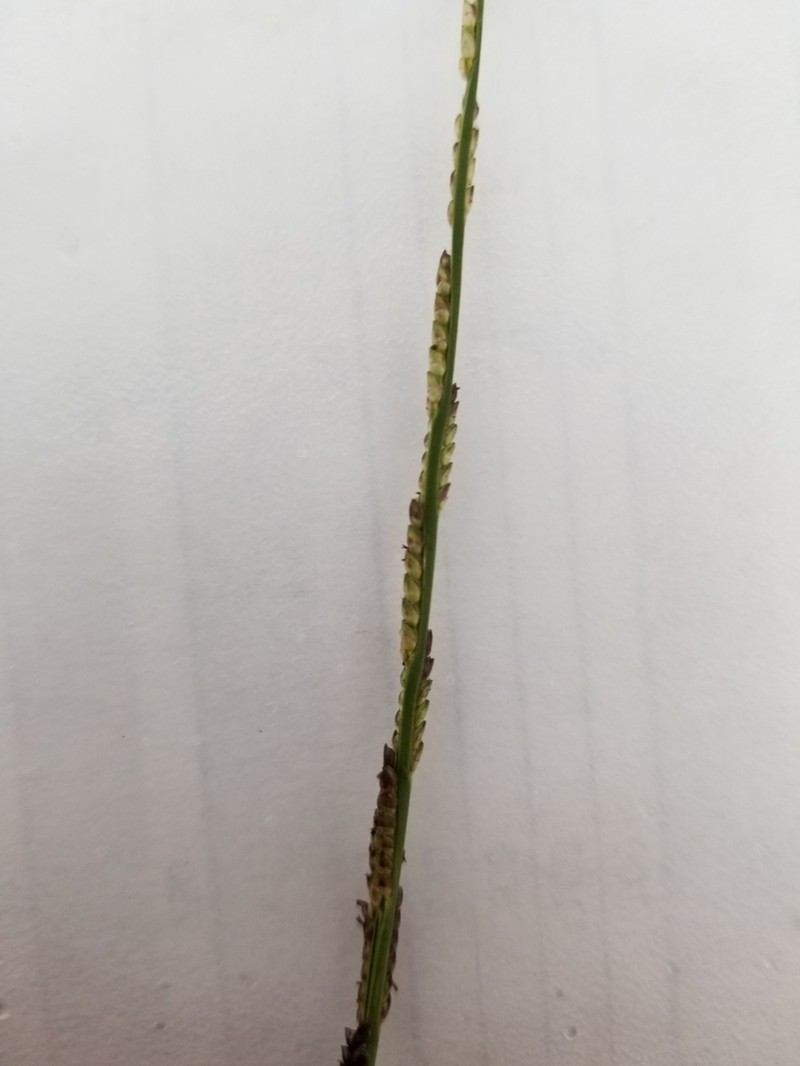 Egyptian Panicgrass photo 4