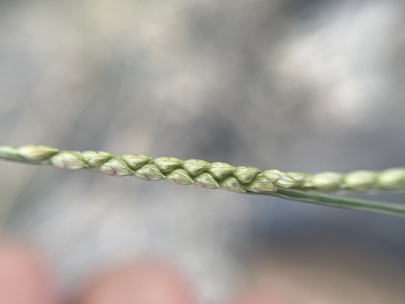 Egyptian Panicgrass photo 5
