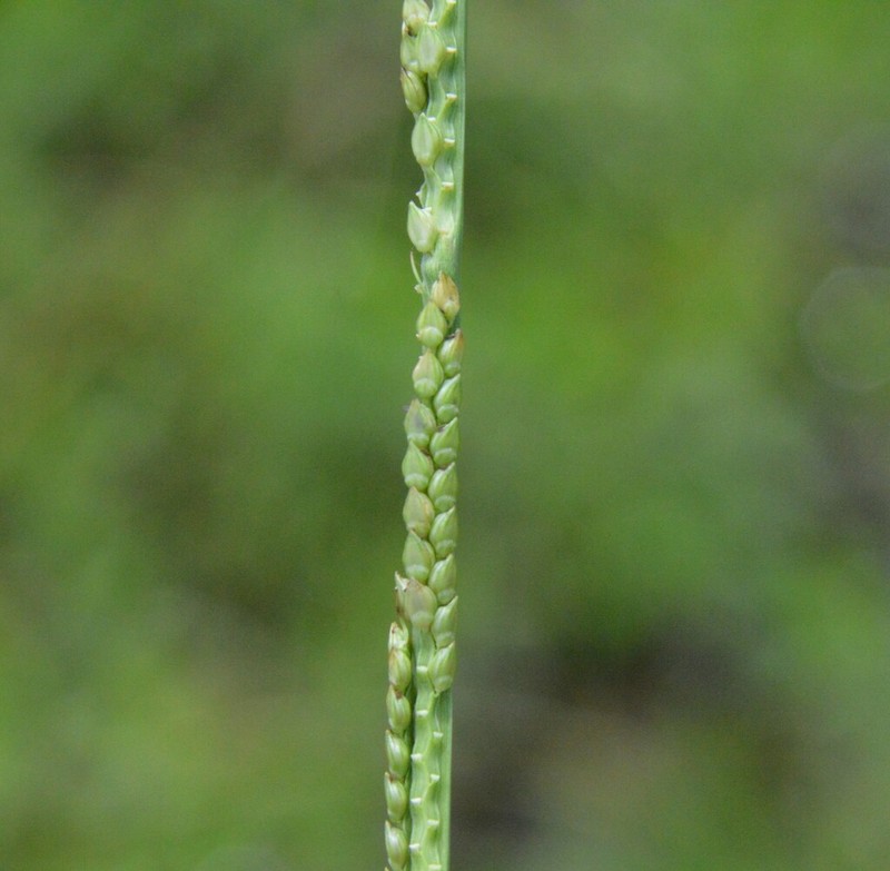 Egyptian Panicgrass photo 6