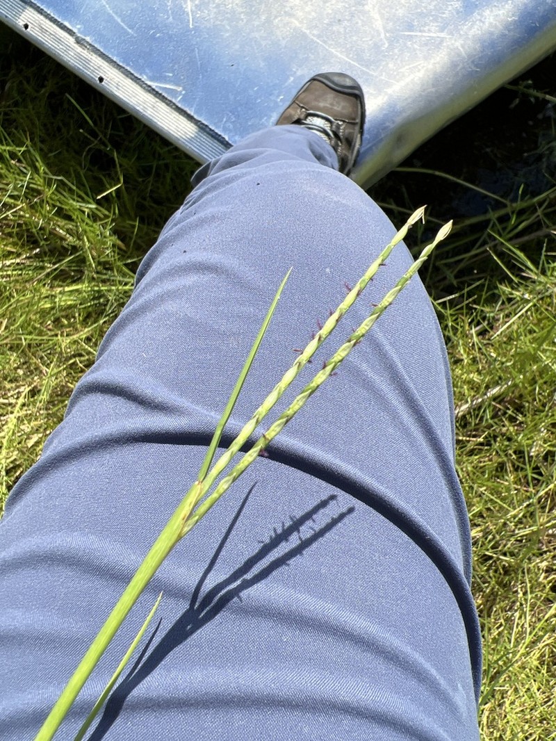 Egyptian Panicgrass photo 7