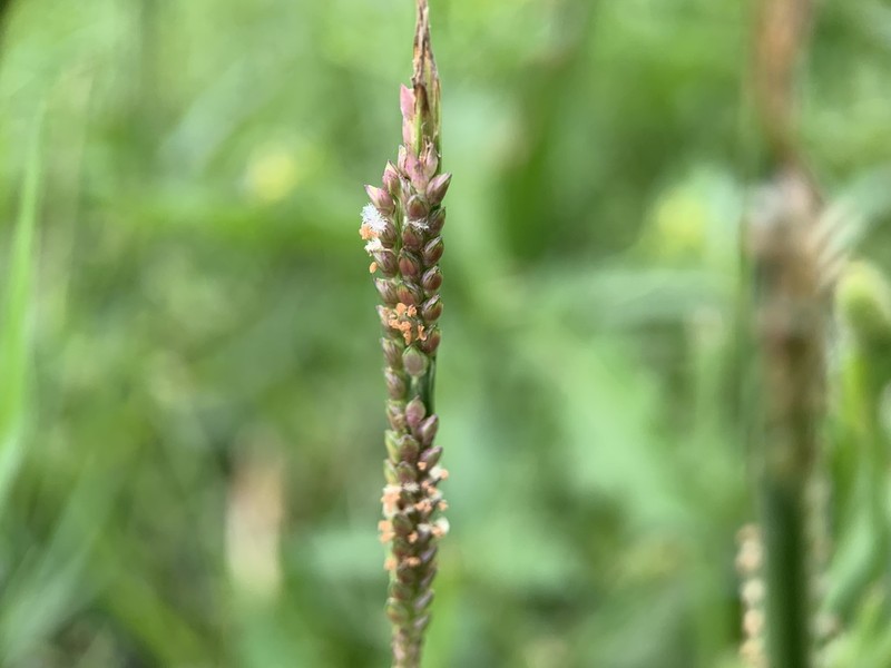 Egyptian Panicgrass photo 8