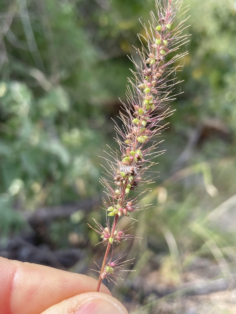 Grisebach's Bristlegrass