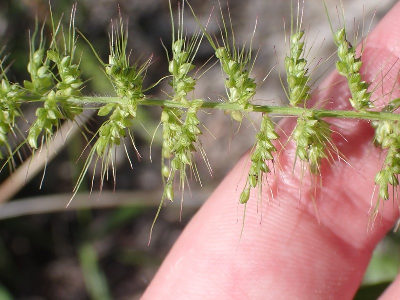 Grisebach's Bristlegrass photo 2