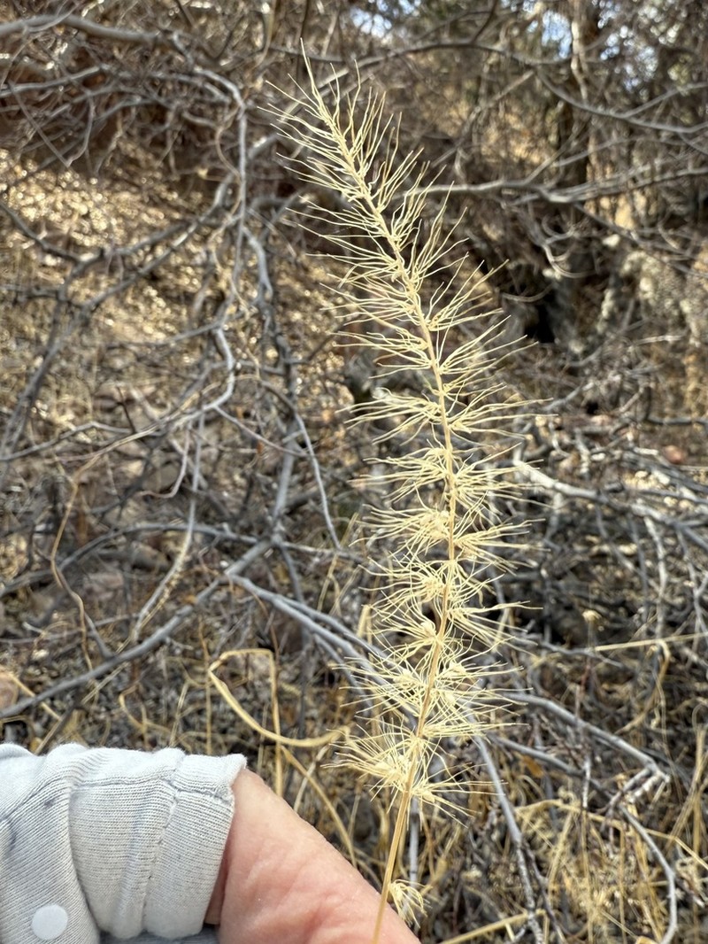 Grisebach's Bristlegrass photo 3