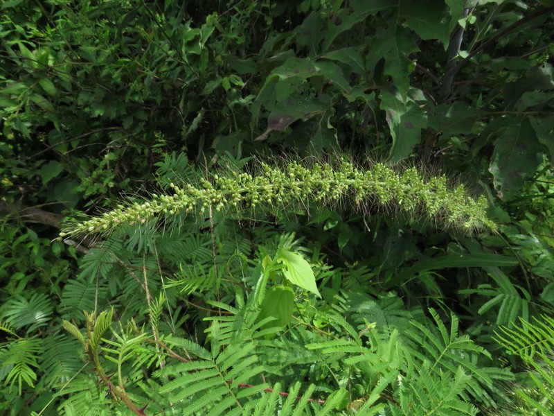 Grisebach's Bristlegrass photo 4