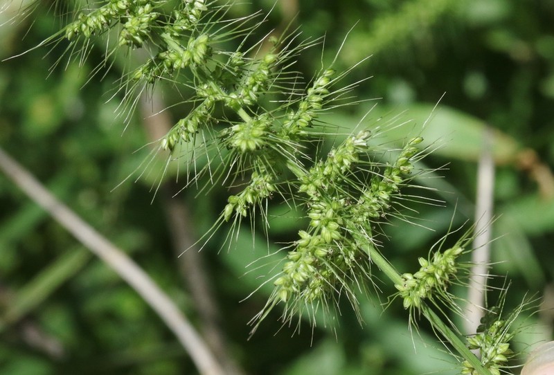 Grisebach's Bristlegrass photo 5