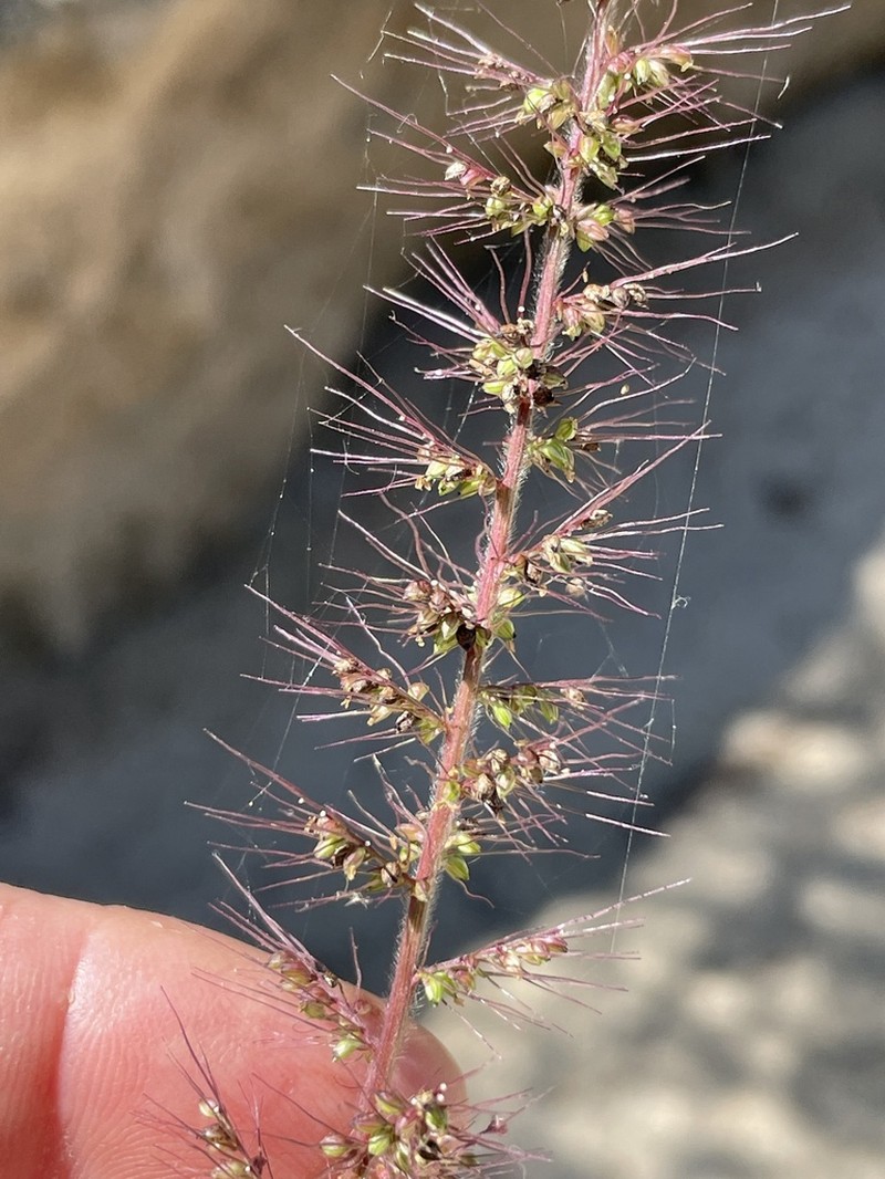 Grisebach's Bristlegrass photo 6