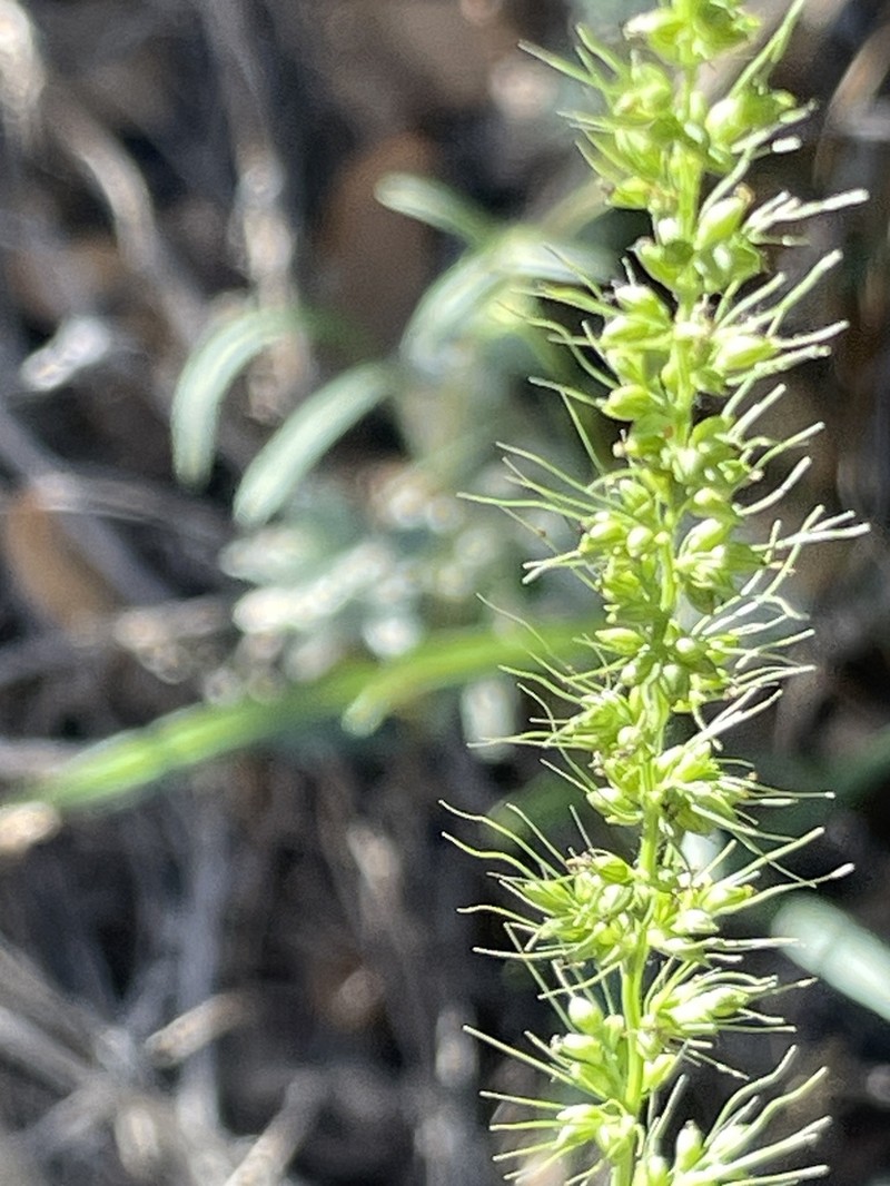 Grisebach's Bristlegrass photo 7
