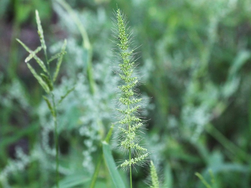 Grisebach's Bristlegrass photo 8