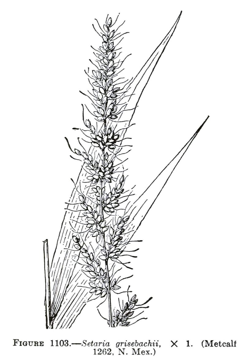 Grisebach's Bristlegrass