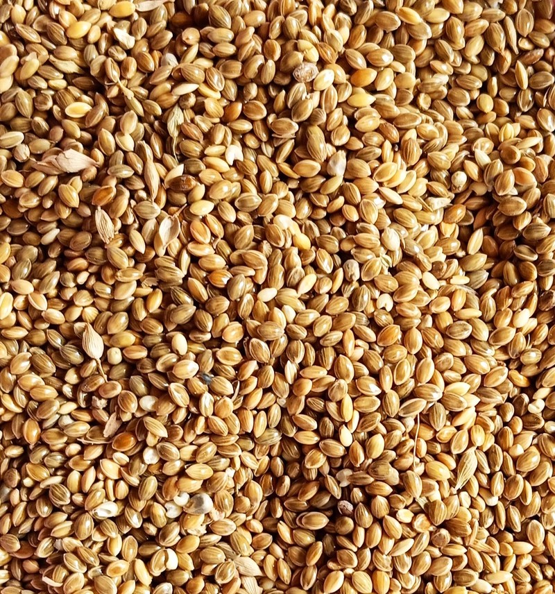 Foxtail Millet photo 4