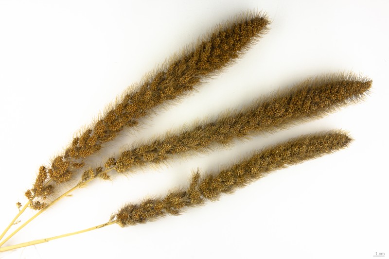 Foxtail Millet photo 2