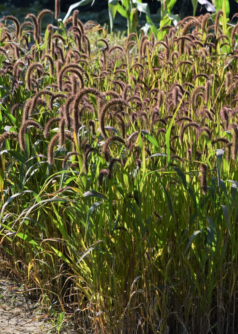Foxtail Millet photo 3