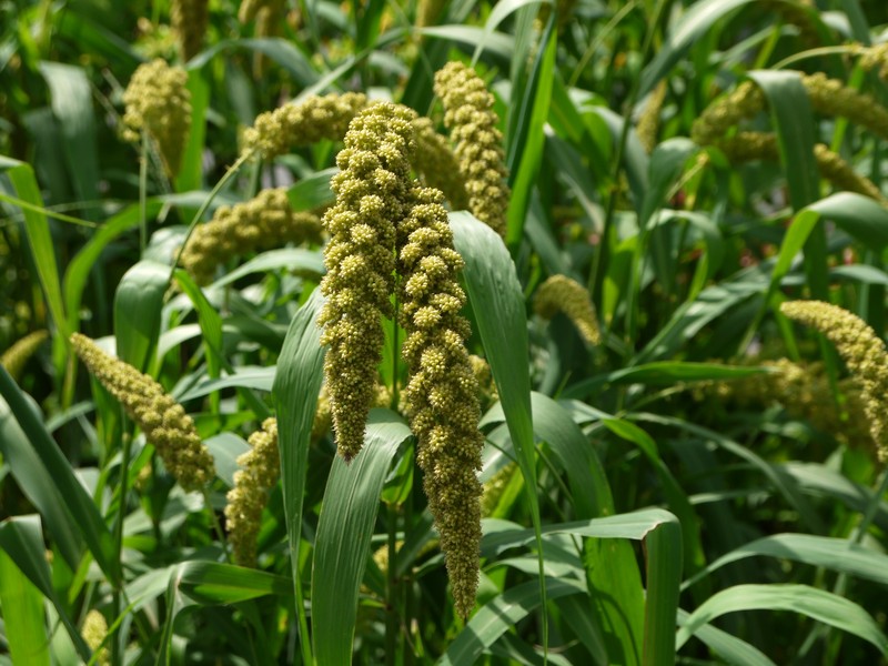 Foxtail Millet photo 5