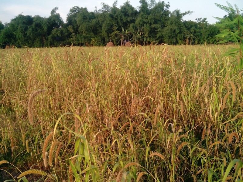 Foxtail Millet photo 6