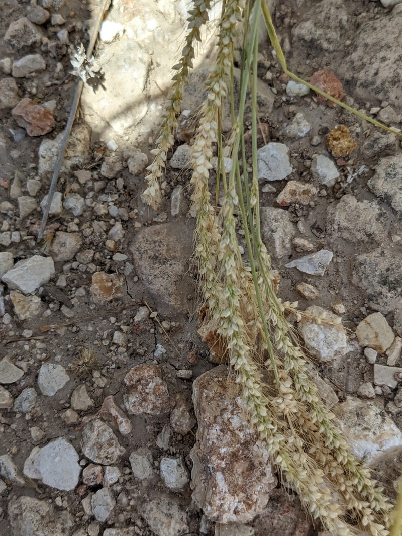 Streambed Bristlegrass