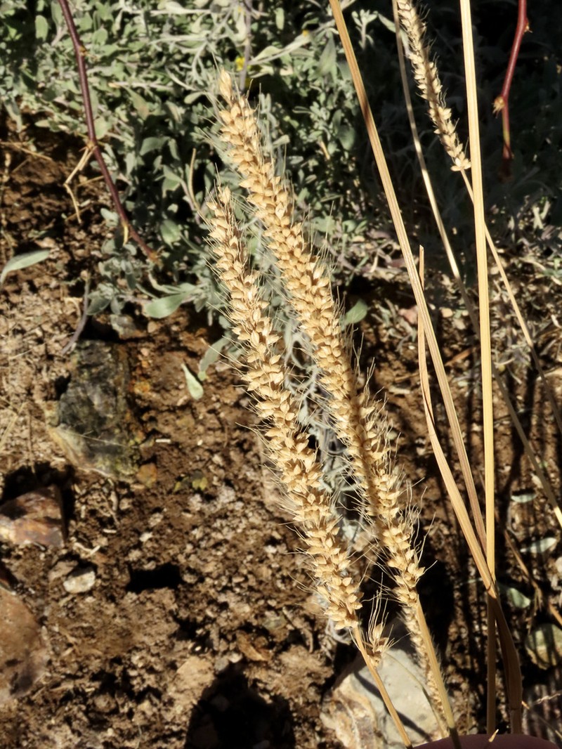 Streambed Bristlegrass photo 2