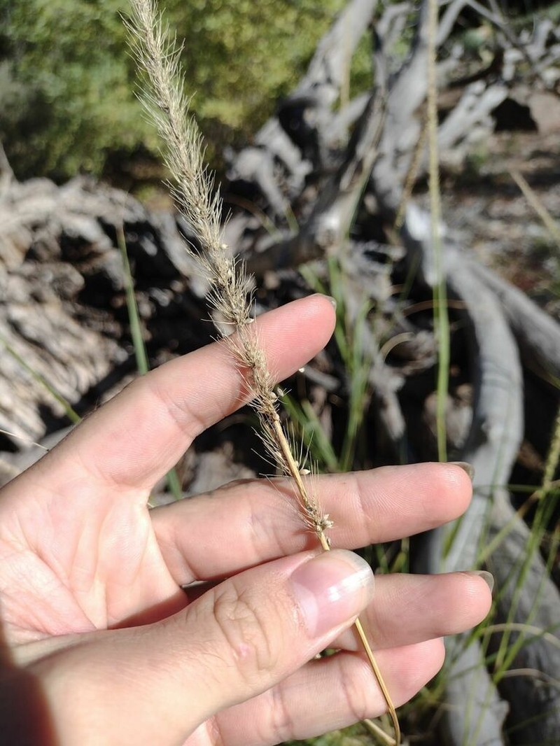 Streambed Bristlegrass photo 3