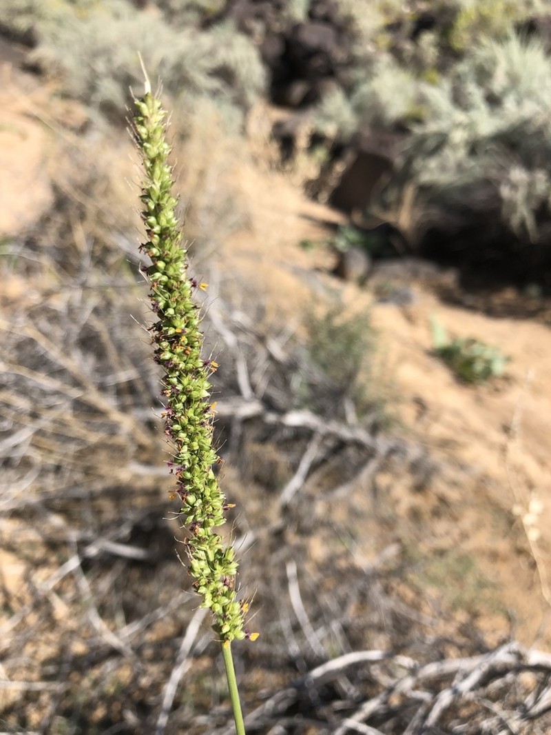 Streambed Bristlegrass photo 4