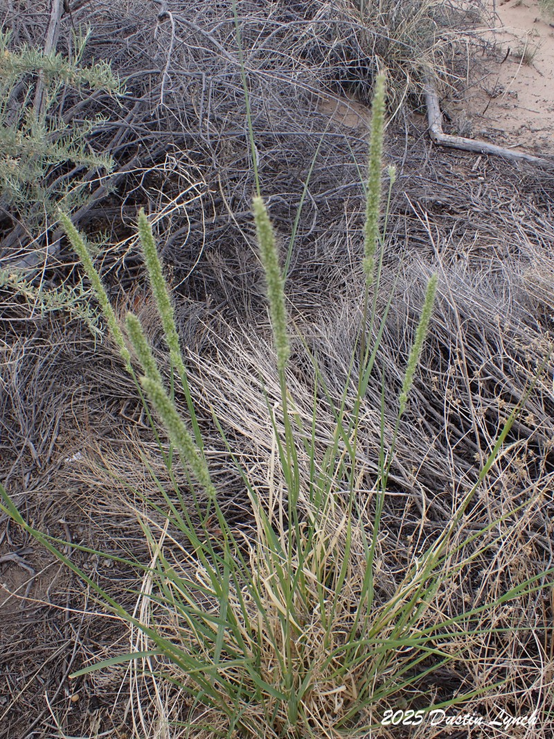 Streambed Bristlegrass photo 5