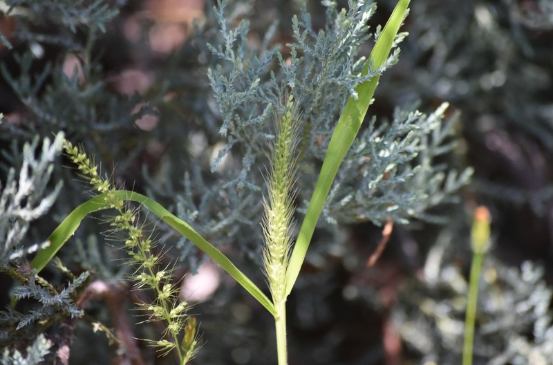Streambed Bristlegrass photo 7