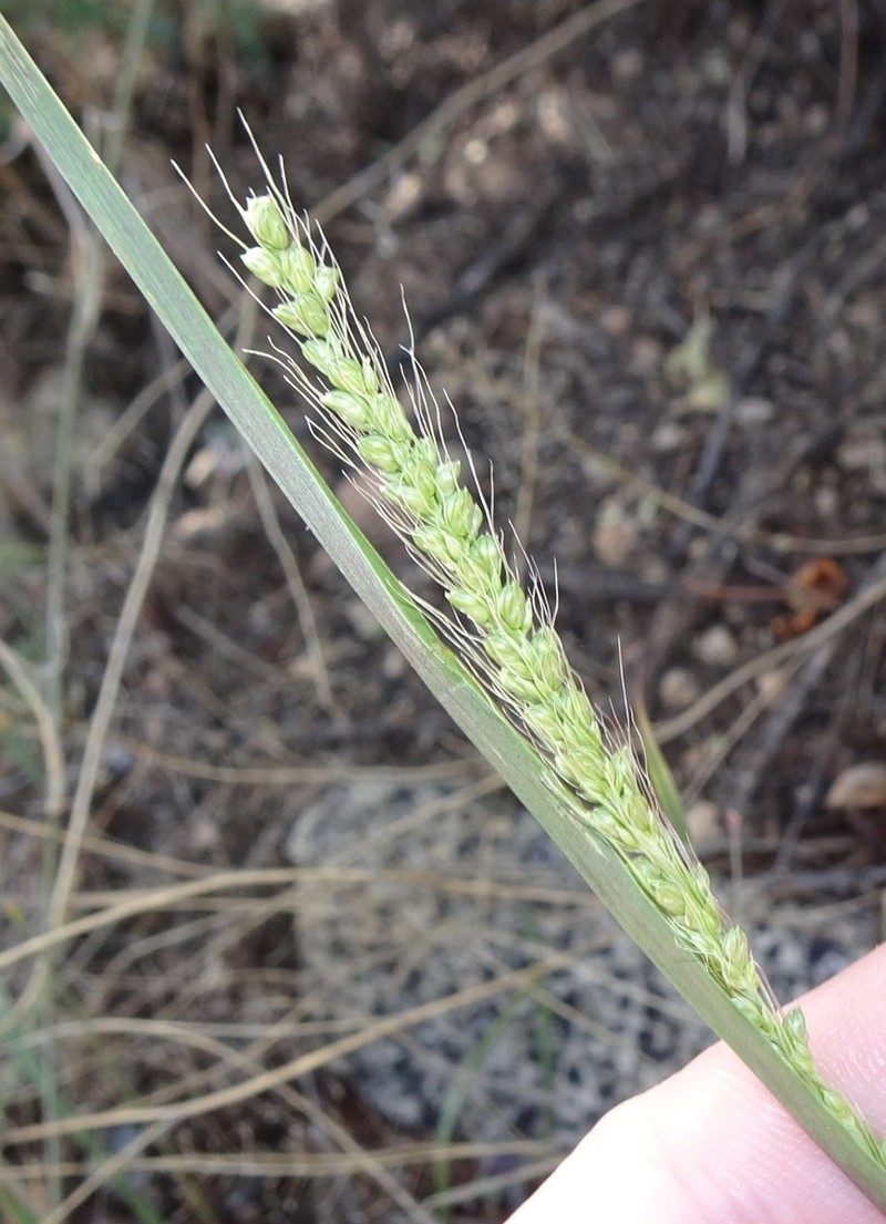 Streambed Bristlegrass photo 8