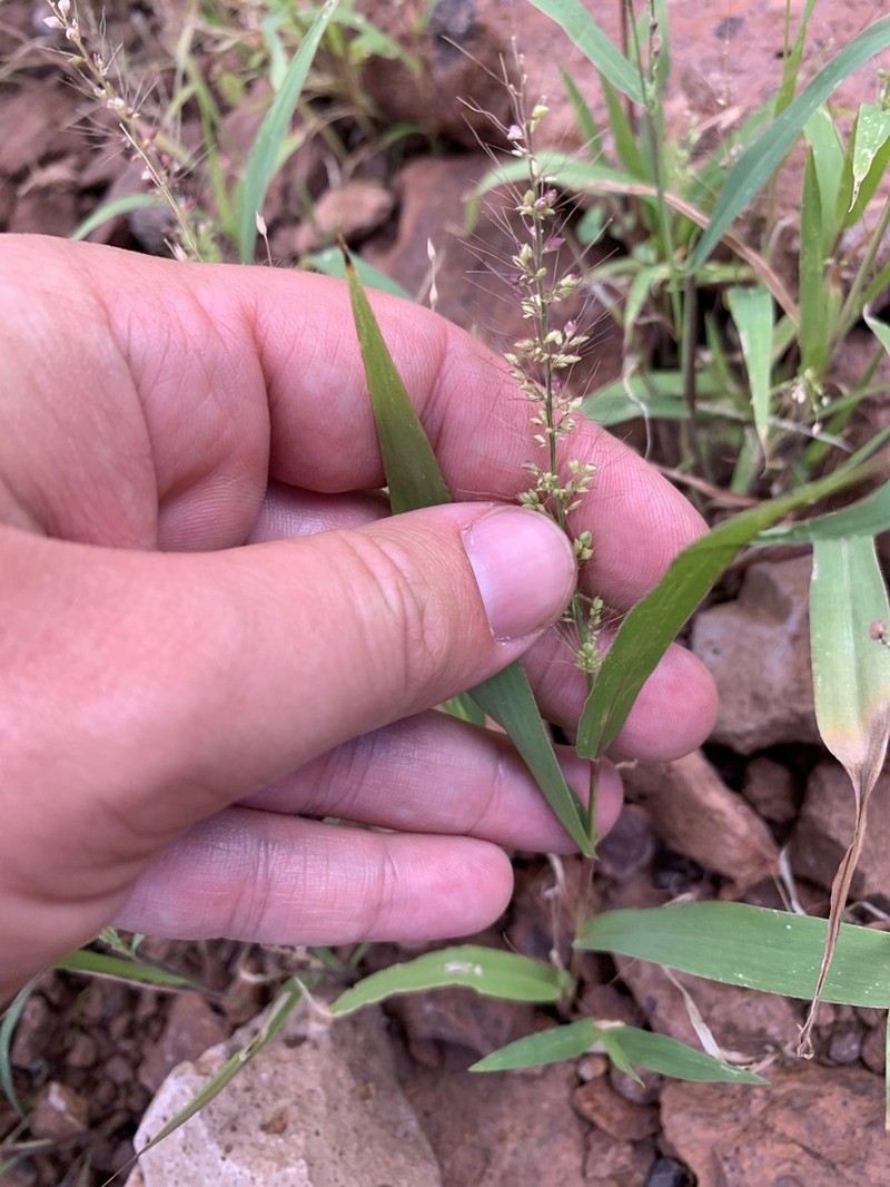 Liebmann's Bristlegrass